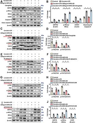 MFG-E8 Maintains Cellular Homeostasis by Suppressing Endoplasmic Reticulum Stress in Pancreatic Exocrine Acinar Cells